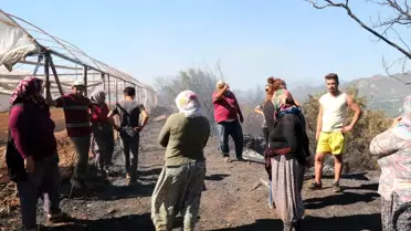 Son dakika haberi... Antalya'daki arazi yangınında seraların naylon örtüleri ve zeytin ağaçları küle döndü