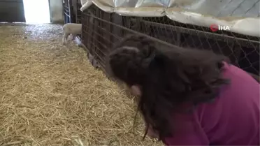 'Araf' ismini verdiği koyun, çocuğu gibi peşinden ayrılmıyor