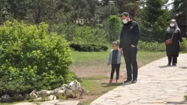 Son dakika haberleri | Limni Gölü Tabiat Parkı ziyaretçilerini ağırlıyor