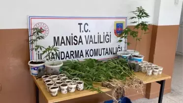 Manisa'da Hint keneviri yetiştiren iki şüpheli fotokapanla tespit edildi