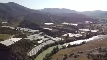 Seralarda salatalık hasadı başladı