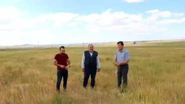 Niğde'de buğday ve arpa üreticisini kuraklık vurdu