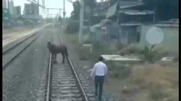 'İnsanlık ölmemiş' dedirten olay! Hızla giden treni durdurup, raylardaki atı kenara çekti