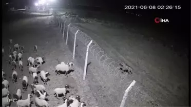 Aç kalan çizgili sırtlan koyun çiftliğinde tel örgüye takıldı