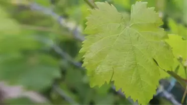 Yaprağı meyvesinden daha pahalı! Kahta'nın kilosu 45 liradan alıcı buluyor