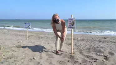 CARETTALAR, MERSİN SAHİLLERİNE YUMURTA BIRAKMAYA BAŞLADI