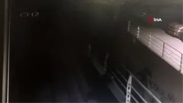 Esenyurt'ta köpeğe pompalı tüfekli saldırı anı kamerada