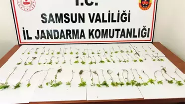 Jandarmadan kenevir baskını