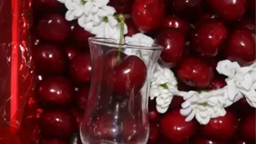 LAPSEKİ'NİN BARDAĞA SIĞMAYAN ŞAMPİYON KİRAZI
