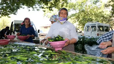 Kahramanmaraş'ta salatalıkta hasat bereketi