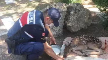 Yaralı yavru geyiğe jandarma sahip çıktı