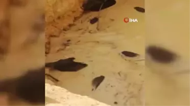 Domuzlar su dolu çukura düştü, çoğu telef oldu ikisi kurtarıldı