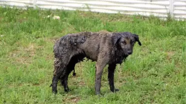 ZİFTE BULANAN KÖPEK 3,5 SAATTE TEMİZLENİP, TEDAVİYE ALINDI