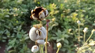 Şuhut'ta kuvvetli yağış buğday ve haşhaş ekili alanlara zarar verdi