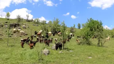 Halep keçileri Ordu yaylalarında