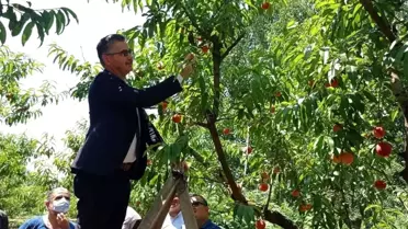 Kepsut'ta erken şeftali hasadı başladı
