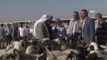 Şanlıurfa'da kurbanlıklar görücüye çıktı