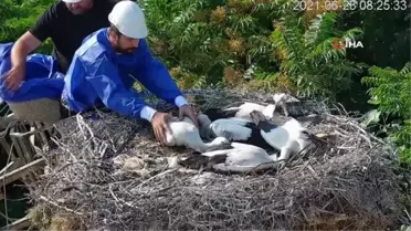 Artık halkaları var...Yaren leylek ve yavruları uydudan takip edilecek
