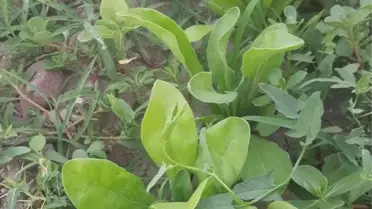 Kınık'ta Tibbi Ve Aromatik Bitki Yetiştiriciliği Kursiyerleri İlk Ürünleri Yerinde İnceledi