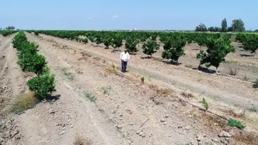 Narenciye bahçesindeki 108 ağacı baltayla kestiler