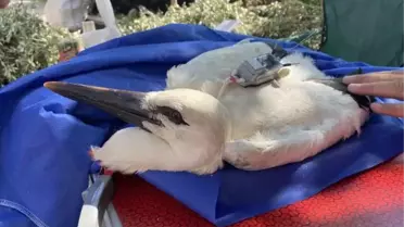 YAREN'İN GÖÇ YOLCULUĞU YAVRUSUNA TAKILAN VERİCİ İLE İZLENECEK