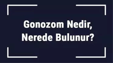 Gonozom Nedir, Nerede Bulunur? Gonozom Sayısı Nasıl Bulunur?