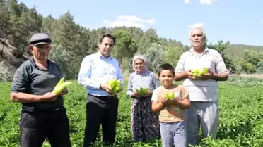 Coğrafi işaretli Kale biberinde ilk hasat yap başladı
