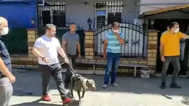 Kartal'da çocuğa saldıran pitbullun sahipleri gözaltına alındı