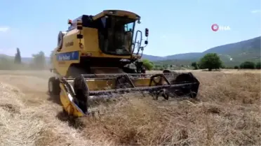 Menteşe'de 'Karakılçık' hasadı başladı
