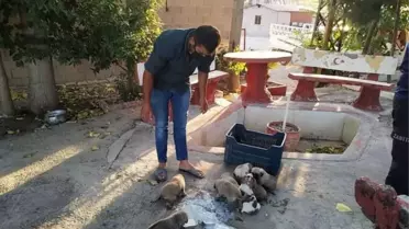 Mersin'de çalılıklarda mahsur kalan köpek yavruları kurtarıldı