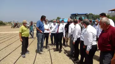 Mersin'de damla sulamayla çeltik üretiliyor