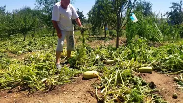 Edirne'de sağanak ve dolu tarım alanlarına zarar verdi