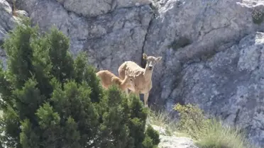 Anadolu yaban koyunlarının ilk yavruları hayata merhaba dedi