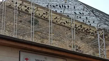 'Bereketin sembolü' kelaynakların sayısı 325'e ulaştı