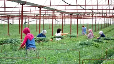 Karanfil ihracatında Denizli'de var