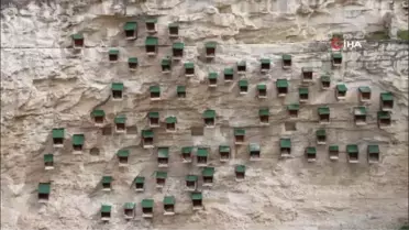 Kelaynak sayısı rekor kırdı