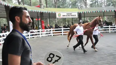 Daire fiyatına tay