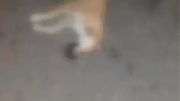 PENDİK'TE 17 KÖPEK ÖLÜ BULUNDU; İŞKENCE YAPILIP ZEHİRLENMİŞ