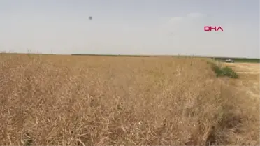 ŞEKER PANCARINA ALTERNATİF KANOLA HASADI BAŞLADI