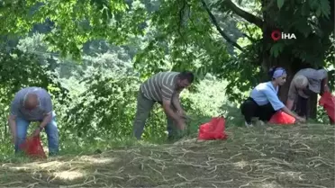 Antioksidan kaynağı kestane çiçekleri 'çay' oldu