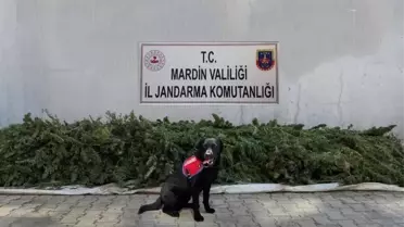 Son dakika haber! Mardin'de esrar operasyonu
