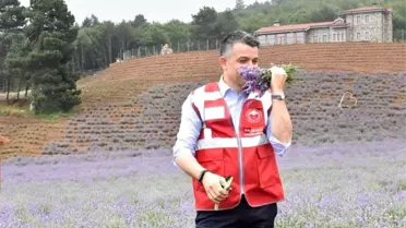 Bakan Pakdemirli son 3 yılın lavanta üretimi ve ihracat rakamlarını açıkladı