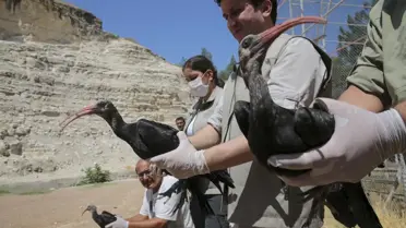 Koruma altındaki kelaynaklar yeniden göç yollarına düştü