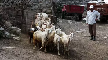 Bu keçi diğerlerinden çok farklı