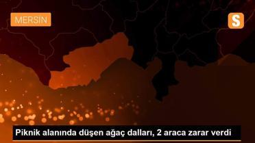 Piknik alanında düşen ağaç dalları, 2 araca zarar verdi