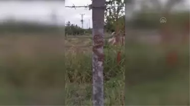 Tel örgülere sıkışan engereği zabıta ekibi kurtardı