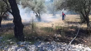 Son dakika haberi | Muğla'da otluk ve zeytinlik alanda çıkan yangın söndürüldü