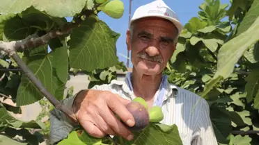 Siyah incir hasadı başladı