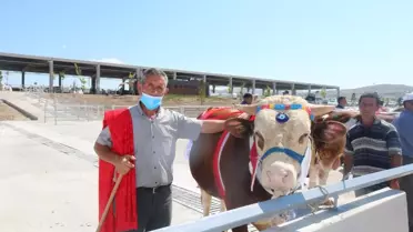 Gölbaşı en güzel kurbanlığını seçti