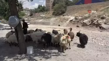 Kurbanlık ile ilgili uzmanlardan uyarı